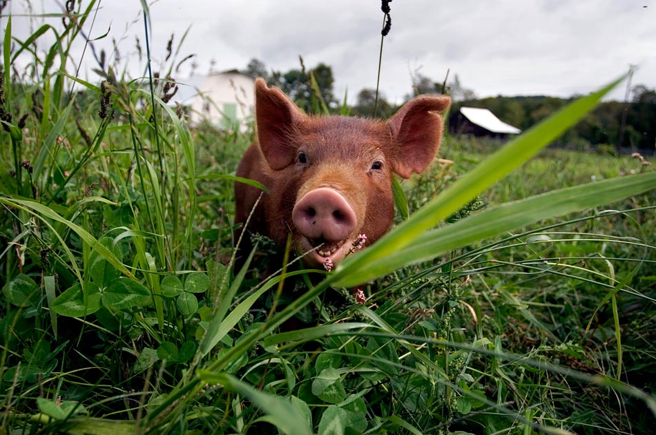 tamworth-piglet-hogwash-farm-norwich-vt-living-with-pigs