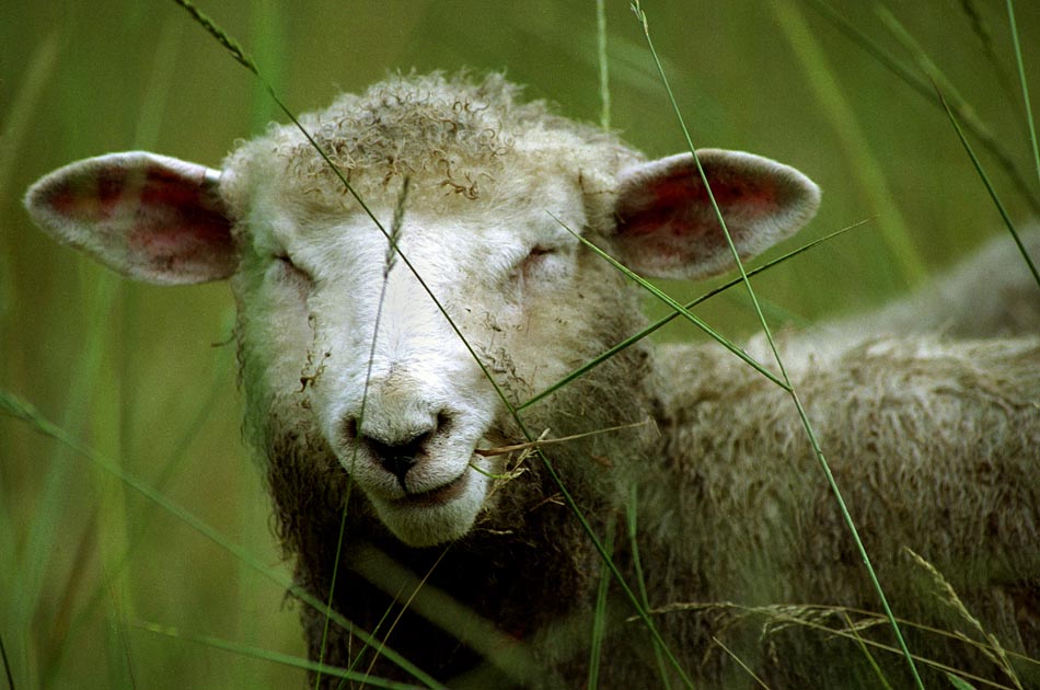 ewe-harlow-brook-farm-hartland-vt-living-with-sheep