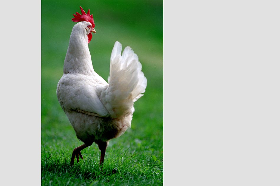 white-leghorn-royalton-vt-living-with-chickens