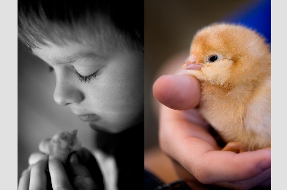 fat-rooster-farm-royalton--vt-joy-of-keeping-chickens