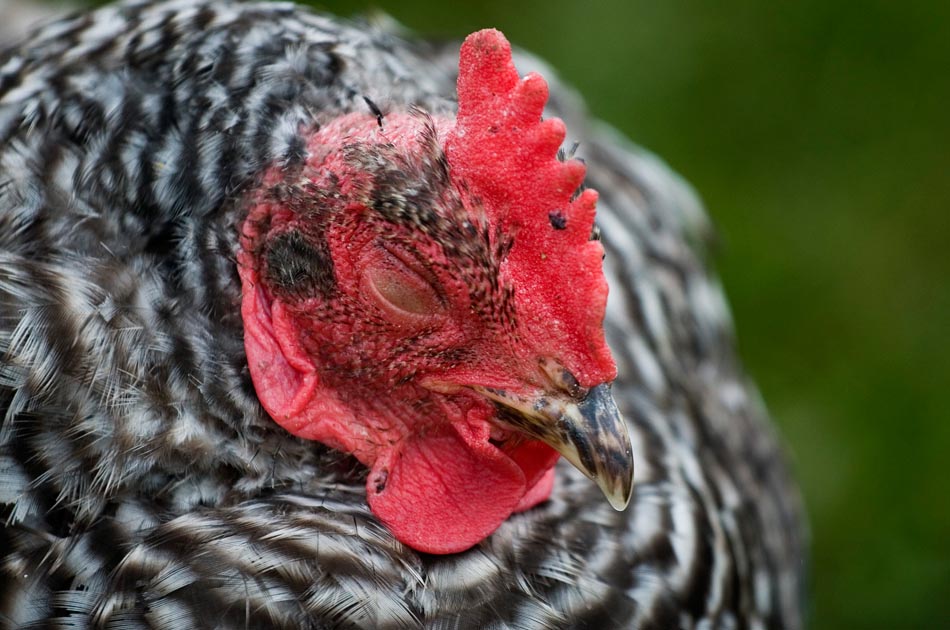 back-beyond-farm-tunbridge-vt-joy-of-keeping-chickens