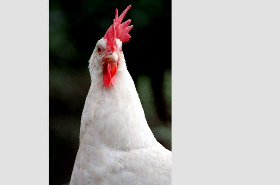 powers-farm-royalton-vt-living-with-chickens