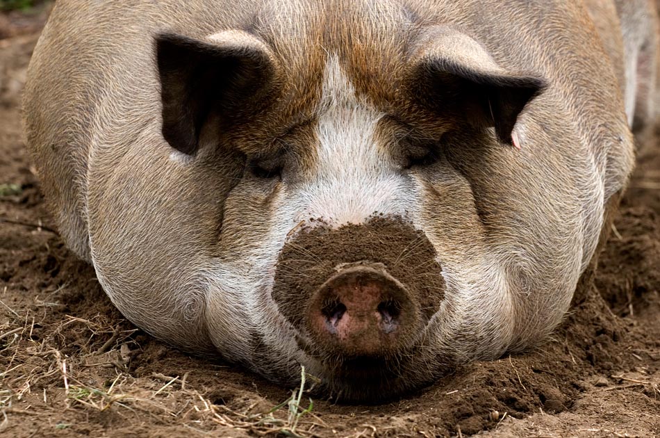 luna-bleu-farm-royalton-vt-living-with-pigs