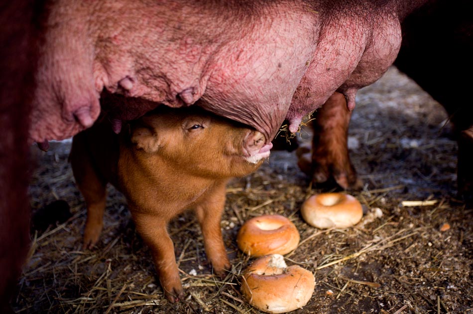 hogwash-farm-norwich-vt-living-with-pigs
