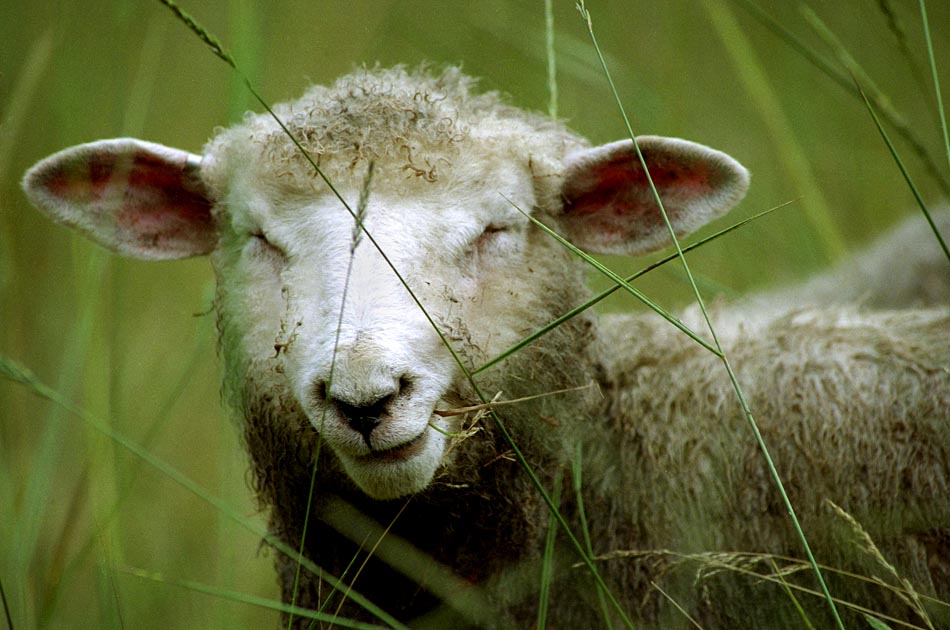harlow-brook-farm-hartland-vt-living-with-sheep