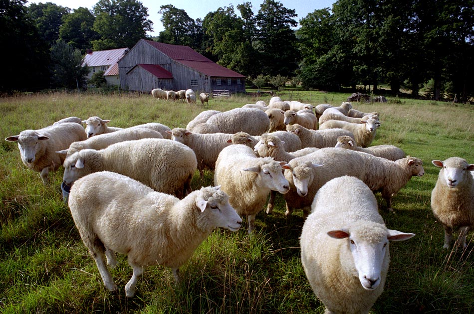langoes-farm-tunbridge-vt-living-with-sheep
