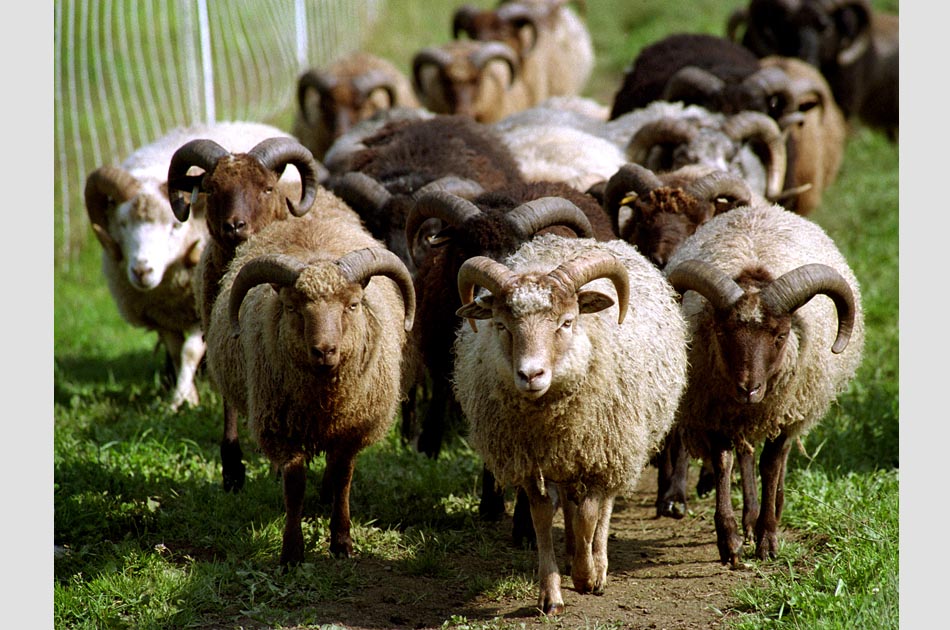 maple-ridge-sheep-farm-braintree-vt-living-with-sheep